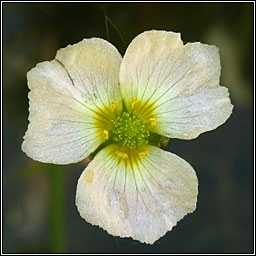 Lesser Water-plantain, Baldellia ranunculoides, Corrchopg bheag