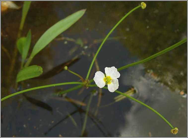 Lesser Water-plantain, Baldellia ranunculoides, Corrchopg bheag