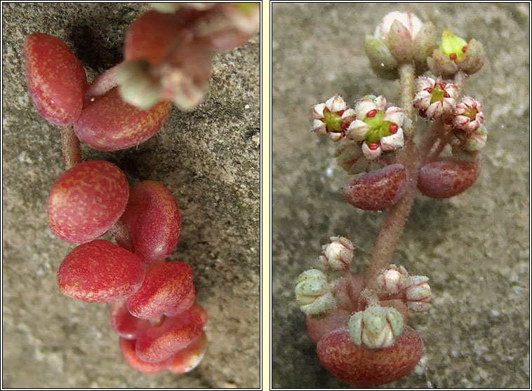 Thick-leaved Stonecrop, Sedum dasyphyllum, Grafn ramhar