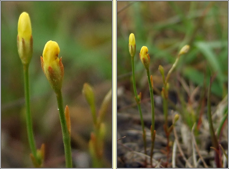 Yellow Centaury, Cicendia filiformis, Deagha bu