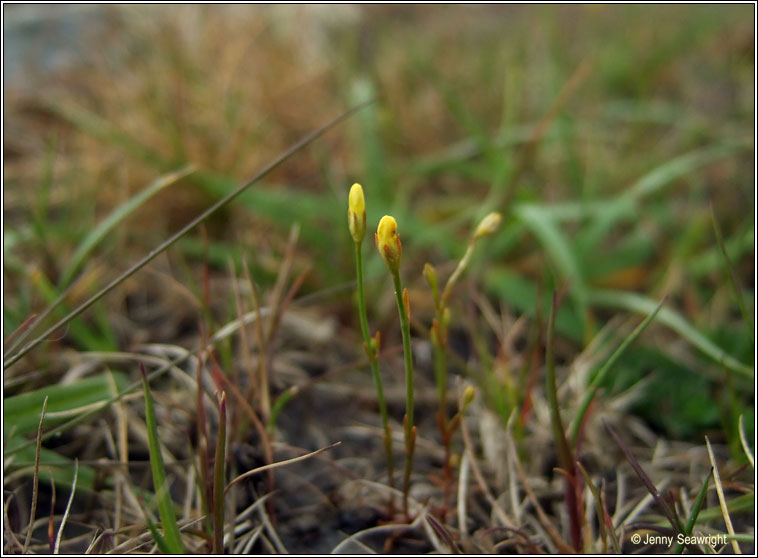 Yellow Centaury, Cicendia filiformis, Deagha bu