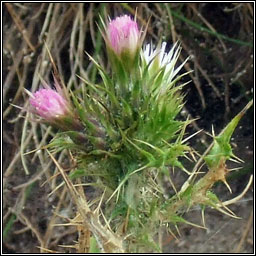 Slender Thistle, Carduus tenuiflorus, Feochadn caol