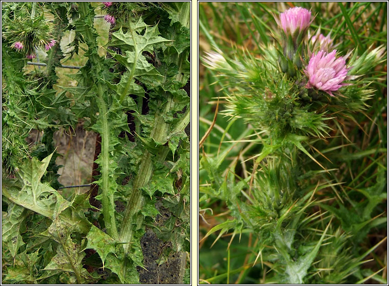 Slender Thistle, Carduus tenuiflorus, Feochadn caol