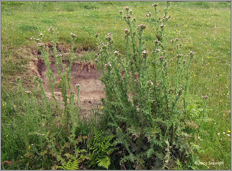 Slender Thistle, Carduus tenuiflorus, Feochadn caol