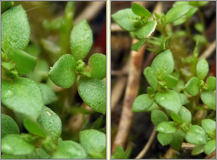 Chaffweed, Lysimachia minima, Falcaire beag