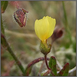 Spotted Rock-rose, Tuberaria guttata, Grianrs breac