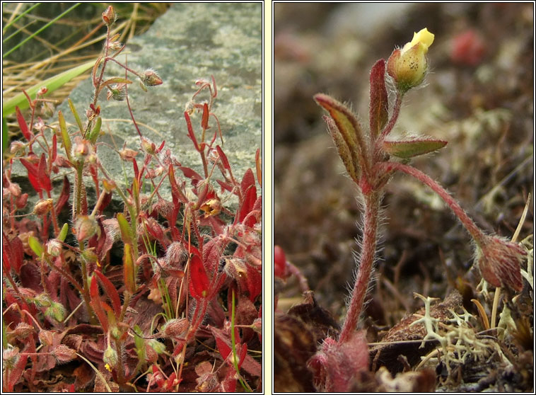 Spotted Rock-rose, Tuberaria guttata, Grianrs breac