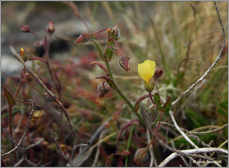 Spotted Rock-rose, Tuberaria guttata, Grianrs breac