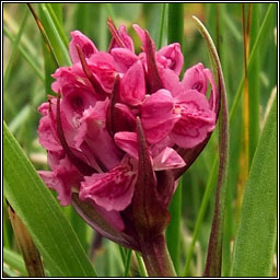 Early Marsh-orchid, Dactylorhiza incarnata subsp coccinea