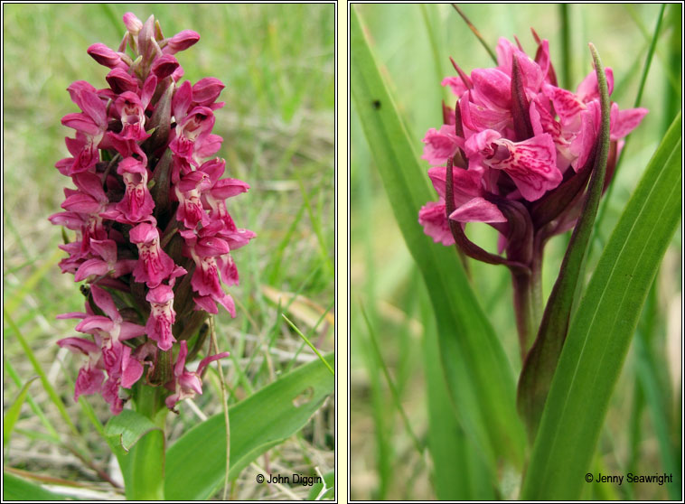 Early Marsh-orchid, Dactylorhiza incarnata subsp coccinea