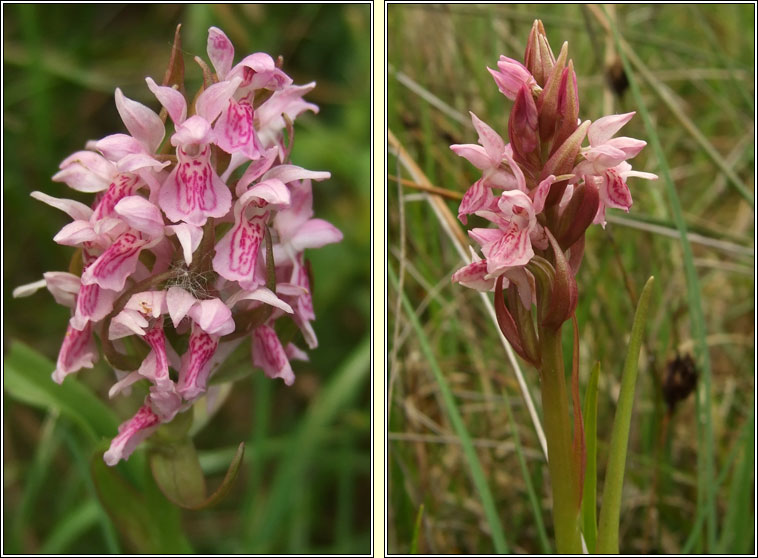 Early Marsh-orchid, Dactylorhiza incarnata subsp incarnata