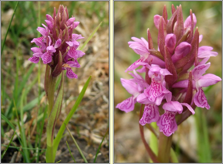 Early Marsh-orchid, Dactylorhiza incarnata subsp pulchella