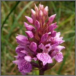 Dactylorhiza x kernerorum, Dactylorhiza fuchsii x incarnata