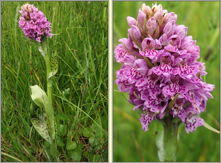 Dactylorhiza x kernerorum, Dactylorhiza fuchsii x incarnata