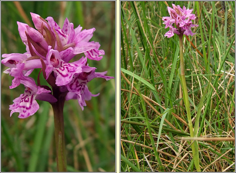 Dactylorhiza x kernerorum, Dactylorhiza fuchsii x incarnata