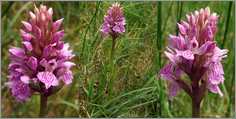 Dactylorhiza x kernerorum, Dactylorhiza fuchsii x incarnata