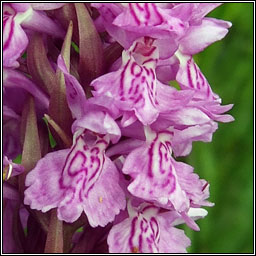 Dactylorhiza x carnea, Dactylorhiza incarnata x maculata