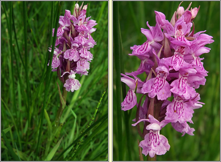 Dactylorhiza x carnea, Dactylorhiza incarnata x maculata