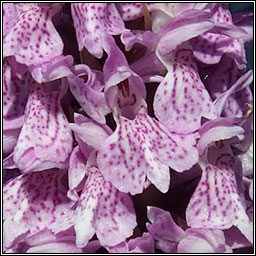 Dactylorhiza x braunii, Dactylorhiza fuchsii x kerryensis