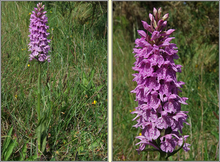 Dactylorhiza x braunii, Dactylorhiza fuchsii x kerryensis