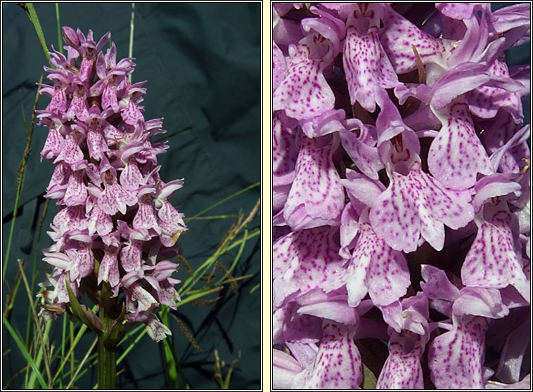 Dactylorhiza x braunii, Dactylorhiza fuchsii x kerryensis