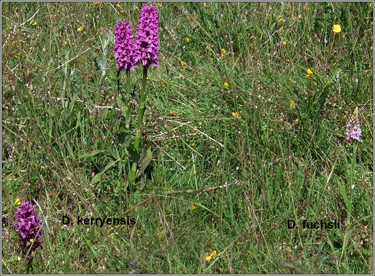 Dactylorhiza x braunii, Dactylorhiza fuchsii x kerryensis