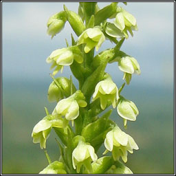 Small-white Orchid, Pseudorchis albida, Magairln bn