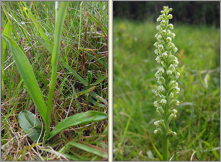 Small-white Orchid, Pseudorchis albida, Magairln bn