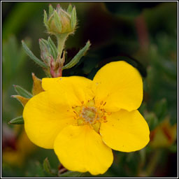 Shrubby Cinquefoil, Dasiphora fruticosa, Tor cúigmhéarach