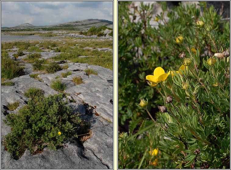 Shrubby Cinquefoil, Dasiphora fruticosa, Tor cúigmhéarach