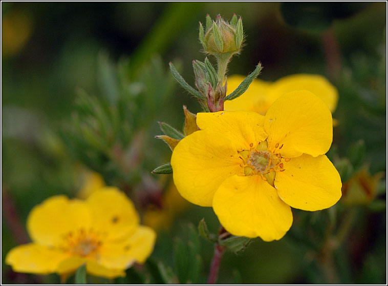 Shrubby Cinquefoil, Potentilla fruticosa, Tor cúigmhéarach