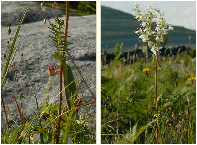 Dropwort, Filipendula vulgaris, Lus braonach