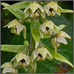 Broad-leaved Helleborine, Epipactis helleborine, Ealabairn