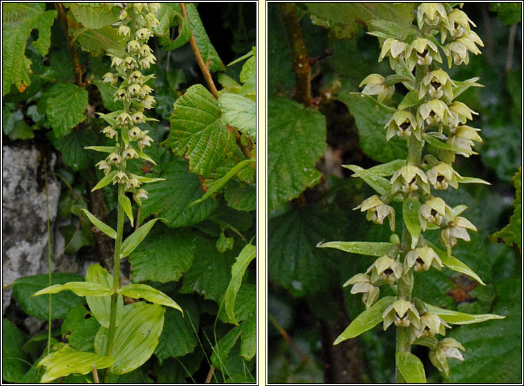 Broad-leaved Helleborine, Epipactis helleborine, Ealabairn