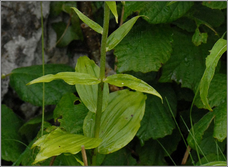 Broad-leaved Helleborine, Epipactis helleborine, Ealabairn