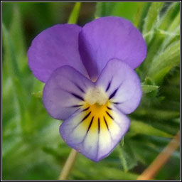 Wild Pansy, Viola tricolor, Goirmn searraigh