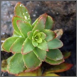 Roseroot, Rhodiola rosea, Lus na laoch