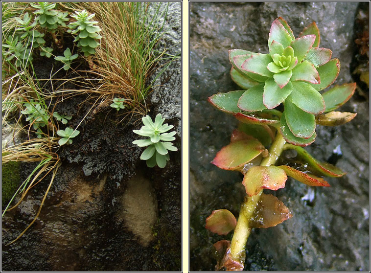 Roseroot, Rhodiola rosea, Lus na laoch