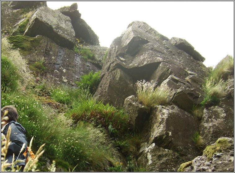 Roseroot, Rhodiola rosea, Lus na laoch