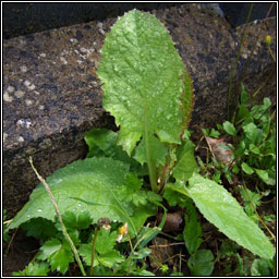 Common Blue-sowthistle, Cicerbita macrophylla, Bleachtn gorm