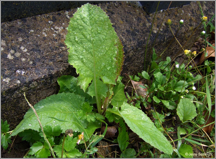 Common Blue-sowthistle, Cicerbita macrophylla, Bleachtn gorm