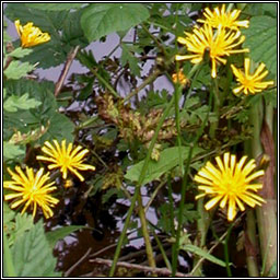 Marsh Hawk's-beard, Crepis paludosa, Lus crin corraigh