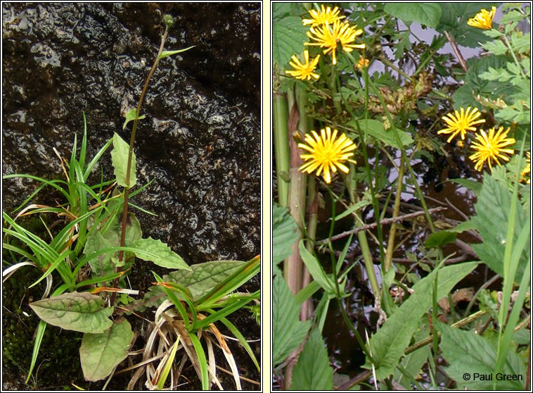 Marsh Hawk's-beard, Crepis paludosa, Lus crin corraigh