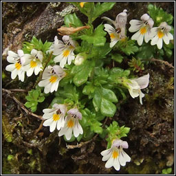 Confused Eyebright, Euphrasia confusa