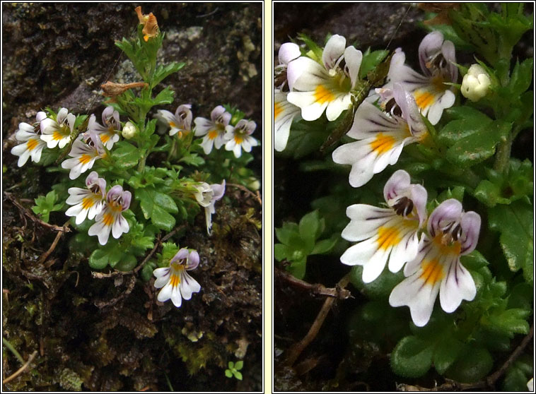 Confused Eyebright, Euphrasia confusa