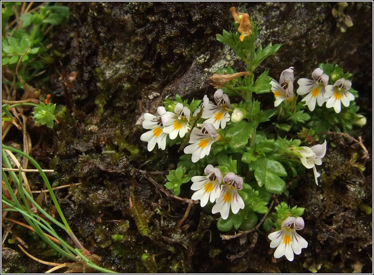 Confused Eyebright, Euphrasia confusa