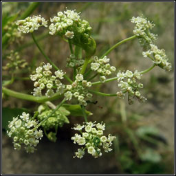 Wild Celery, Apium graveolens, Smaileog