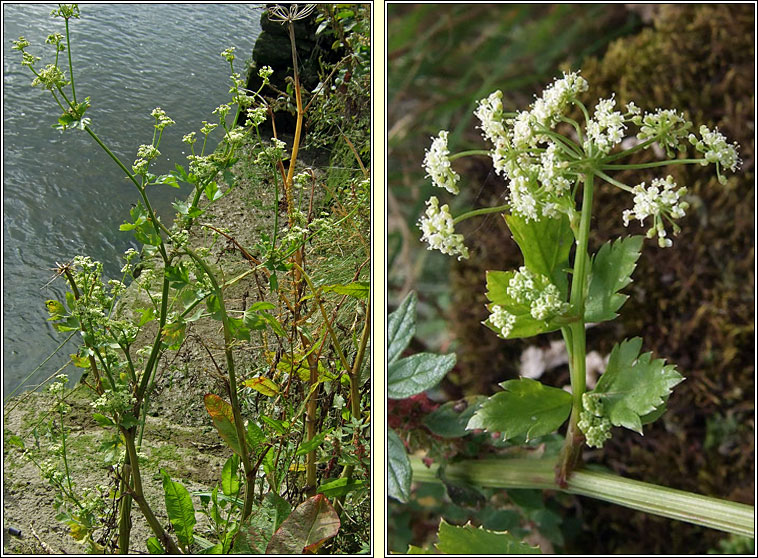 Wild Celery, Apium graveolens, Smaileog