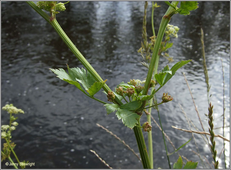 Wild Celery, Apium graveolens, Smaileog