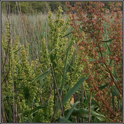 Water Dock, Rumex hydrolapathum, Copg uisce